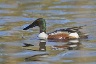Loeffelente Maennchen, Anas clypeata, Northern Shoveler, Europe, Europa
