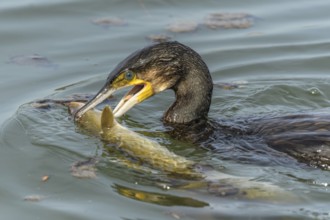 A large eel struggles to escape from a great cormorant (Phalacrocorax carbo)