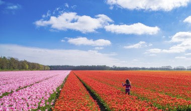 Little girl walking in a field with blooming red tulips in the netherlands