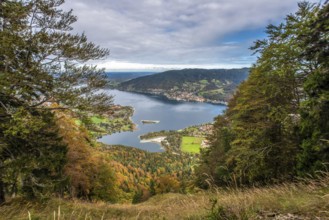Scenic forest near lake Schliersee in Bavaria, Germany, Europe