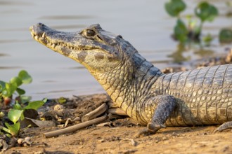 Caiman (Caimaninae), Crocodile (Alligatoridae), crocodile (Crocodylia), animal portrait, Pantanal,