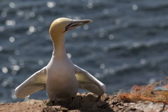 Booby