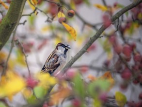 Closeup of a sparrow sitting on an apple tree