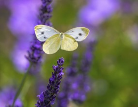 Macro of a cabbage butterfly flying to a lavender flower