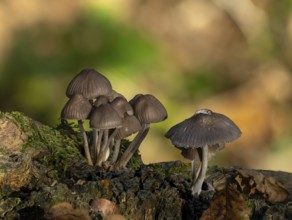Cluster of Bonnet mushrooms growing on fallen tree in woodland