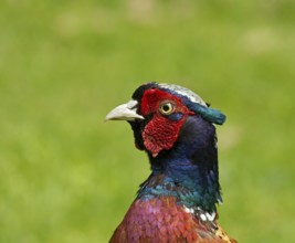 Close-up view of head of male or cock Common Pheasant, showing the fine detail and colours of the