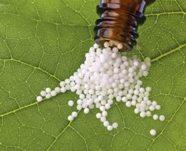 Globules for the treatment of diseases in gentle, alternative medicine. Tablets and medicines.
