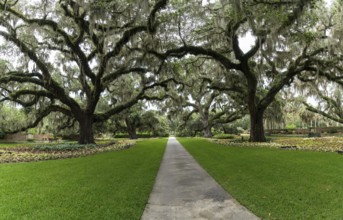 A panorama landscape view of live oak trees with Spanish moss on the branches in lush green summer