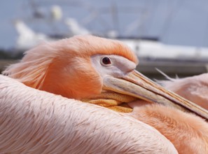 Portrait close up of a pink pelican in paphos harbour with blue sky and a boat in the background
