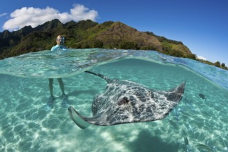 Snorkelling with Pink Whipray in Lagoon, Pateobatis fai, Moorea, French Polynesia | Snorkeling with