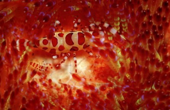 Coleman's partner shrimps on fire sea urchin, Periclimenes colemani, Asthenosoma varium, Bali,