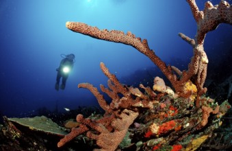 Diver and tube sponge, Aplysinia lacunosa, Catalina, Caribbean Sea, Dominican Republic, Central