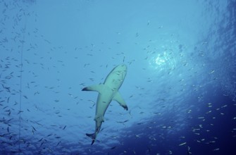 Silvertip shark, Carcharhinus albimarginatus, Australia, Pacific, Great Barrier Reef, Oceania