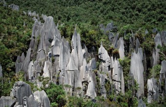 Limestone pinnacle, Borneo, Sarawak, Gunung Mulu NP, Malaysia, Asia