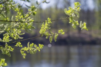 Branches with fresh green leaves at a lake