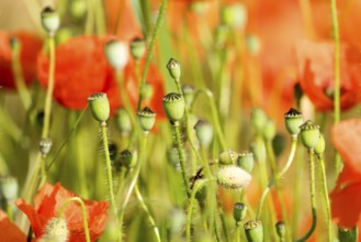 A grain field with common red poppy (Papaver rhoeas), Wesertal, Weser Uplands, Weserbergland,