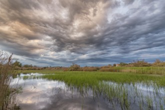 Landscape Greece, reeds, Kalloni Pool, Lesbos Island, Greece, cloudy mood Lesbos, Europe