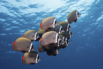 Shoal of collar butterflyfish, Chaetodon collare, Felidhu Atoll, Indian Ocean, Maldives, Asia