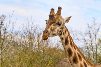 Nice cute Giraffe head close up and blue sky