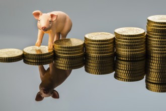 A pig stands on a pile of coins. Rising costs for animal feed in agriculture. Falling yields of
