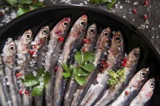 Presentation of a dish of raw anchovies on black background