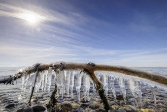 Icicles hanging from a branch in front of a sunny sky over the sea, harbour, Gohren, Lake