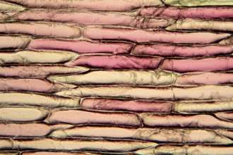 Onion cells under the microscope