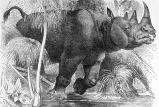 Black Rhinoceros on engraving from 1890. Engraved by unknown artist and published in Meyers
