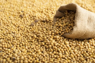 Burlap sack with soy on soy bean background closeup, food photography, food photography