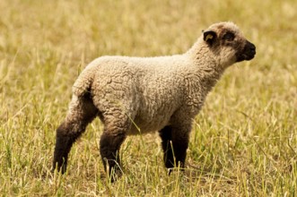 Freshly shorn grazing sheep in a meadow