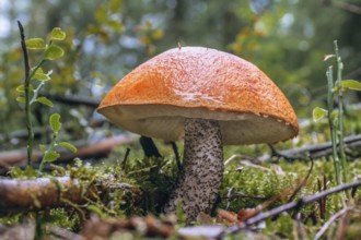 Leccinum (red cap) in the Thuringian Forest. leccinum (red cap) in the Thuringian Forest