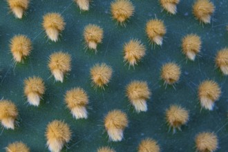 Closeup and macro shot of aereole of the Optunia cactus with aereole spines and glochids creating a
