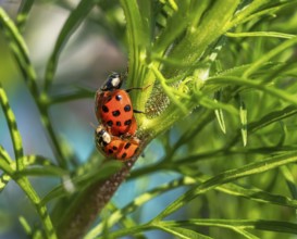 Macro of a ladybug couple on a plant