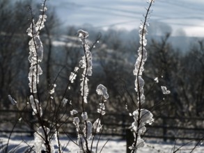 A close up of snow and ice frozen on to twigs against a blurred background of snow covered winter