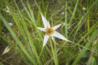 Close-up of a unique shaped white blossom with green blades of grass background, Caraca natural