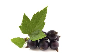 Black currant isolated on white
