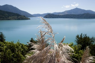 View Marlborough New Zealand South Island Ocean