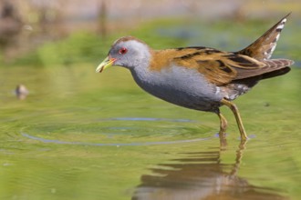Lesser Crake (Porzana parva), Lesbos, Lesbos Island, Greece, Europe