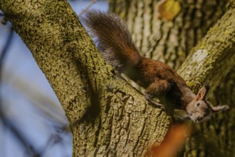 A brown squirrel sits on a tree