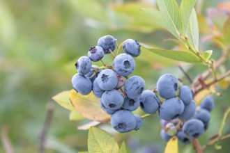 Blueberry (Vaccinium corymbosum 'Bluecrop'), Cambridge Botanical Garden, Germany, Europe