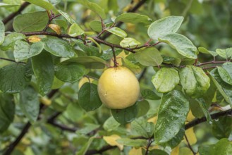 Quince (Cydonia oblonga 'Ludovic'), Bundessorteamt, testing centre Wurz, Germany, Europe