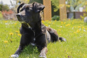 Black attentive dog lies in the meadow and enjoys the sun