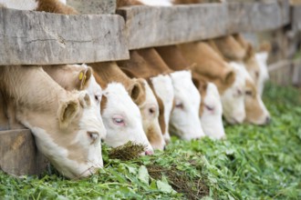 A line of farm calves eating green grass fodder