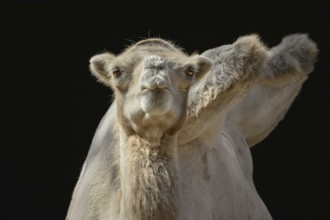 Portrait of Camel against the Dark Background Varna, Bulgaria, Europe