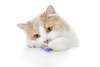 Ginger Cat isolated over white background. Animal portrait
