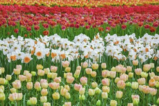 Flowerbed of tulips in the garden. Springtime in Netherlands Lisse, Netherlands