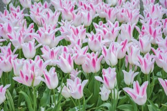 Flowerbed of tulips in the garden. Springtime in Netherlands Lisse, Netherlands