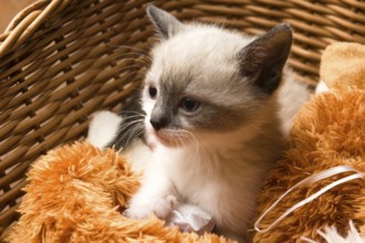 Adorable small kitten in wicker basket, lodz, poland