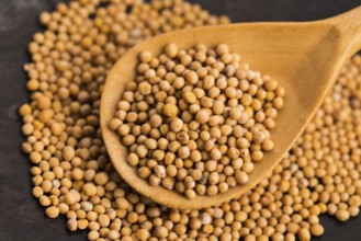 Sharp mustard seeds on a wooden background