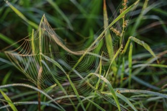 A detailed spider's web between blades of grass with dew, Danube, Bogen, Lower Bavaria